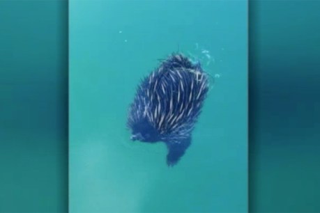 Echidna swimming between mainland Queensland and Bribie Island boards family&#8217;s boat for help