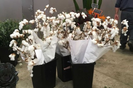 Hipsters are paying $50 for cotton floral arrangements