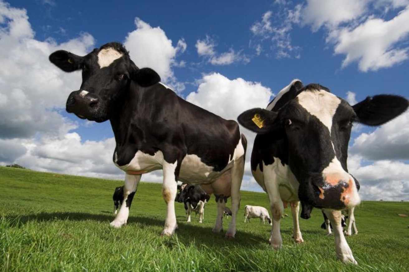 Even the most efficient livestock is more costly than cropping, researchers say.