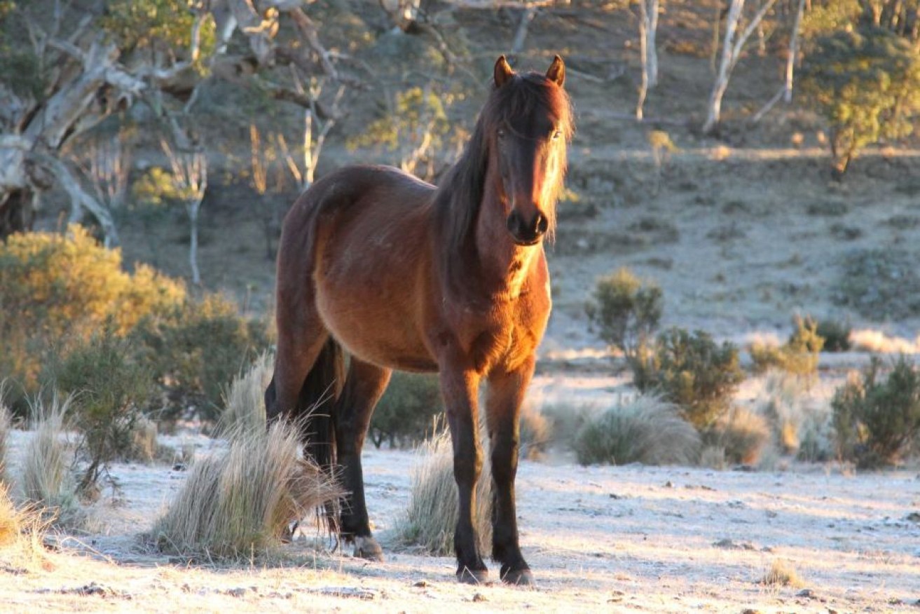 A mare in Western Australia has managed a one in 10,000 feat and birthed live foals.