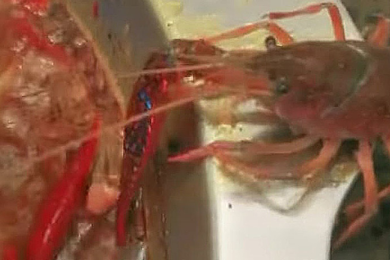 The escape bid came off as the crustacean is now reportedly a pet.