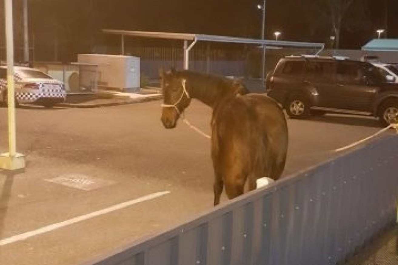 The horse was taken to the police station before it could be returned. Photo: Queensland Police Service