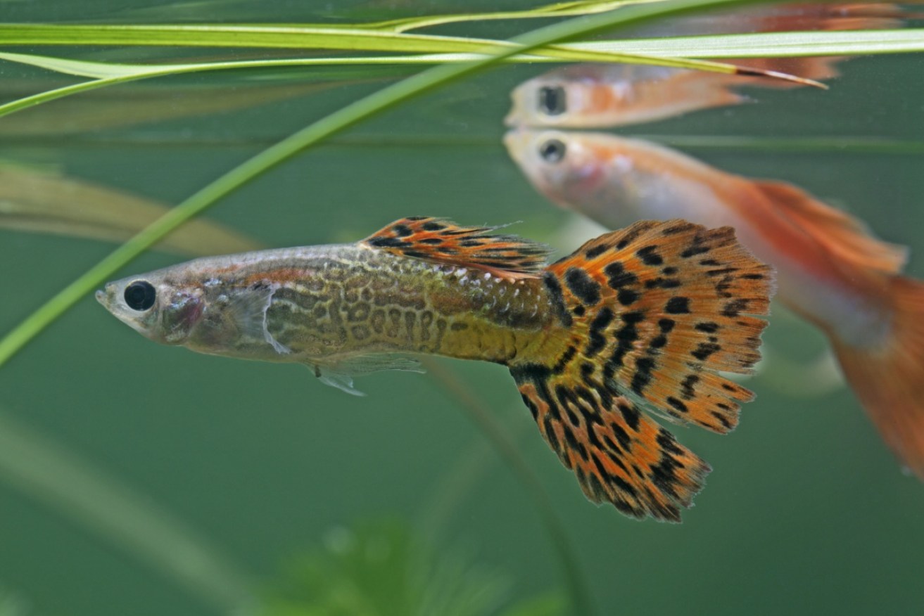 A study has shown the eye colour of guppies change to signal their aggression.  