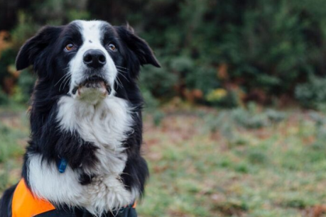 When it comes to endangered species, these dogs pass the sniff test