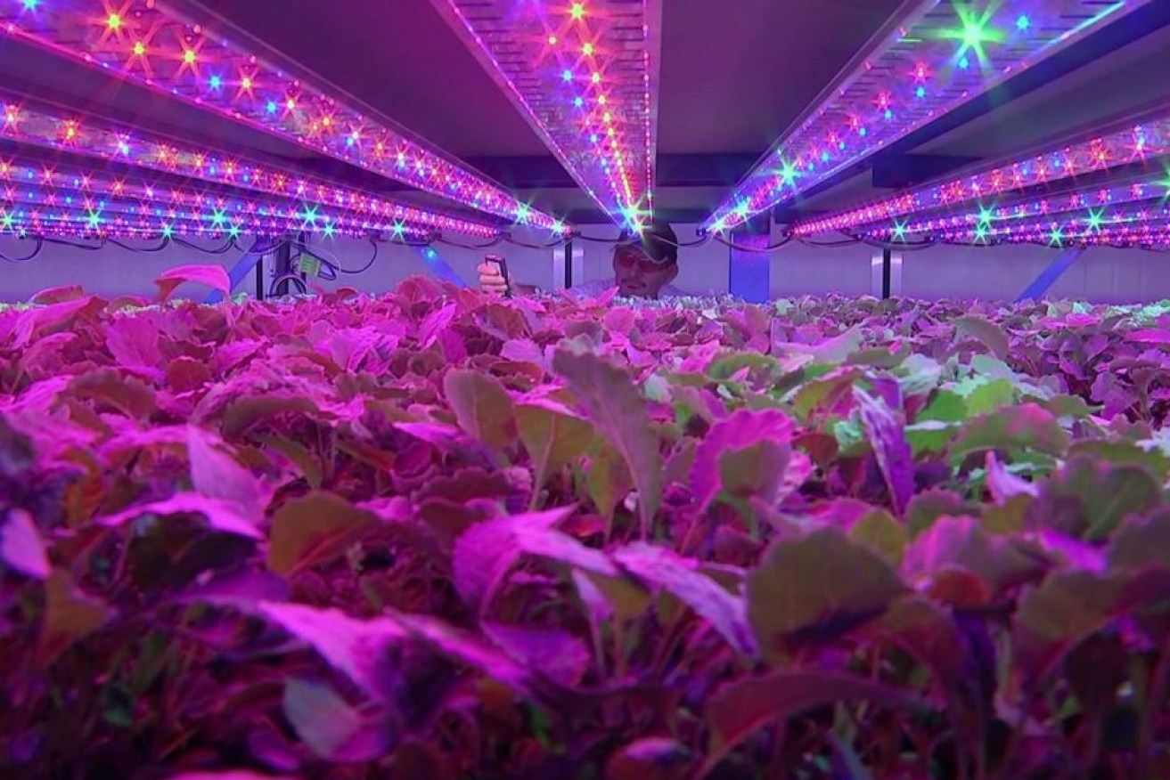 John Leslie checks the crop inside a climate cell at the Vertical Farms System warehouse facility at Yandina. 

