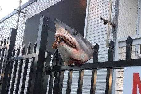 Shark head impaled on fence of Marine Rescue building