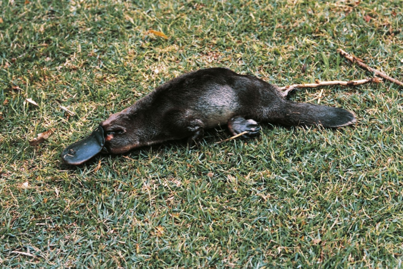 A hormone found in the venom and gut of the platypus is to be investigated for its potential to treat type 2 diabetes.