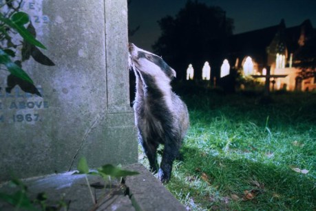 Mammals are becoming more nocturnal to avoid humans, study finds