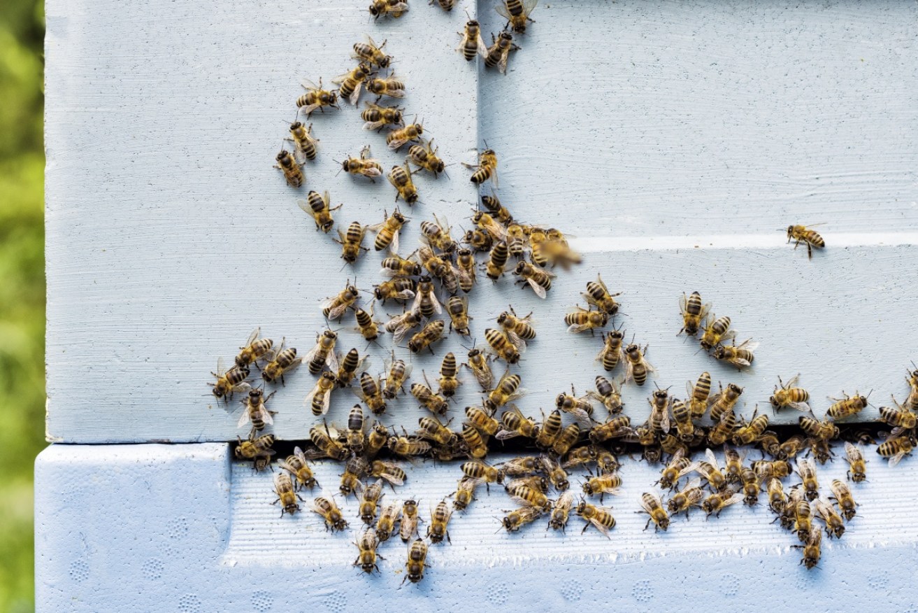 The bees are taught to associate the smell of their food with explosive material.