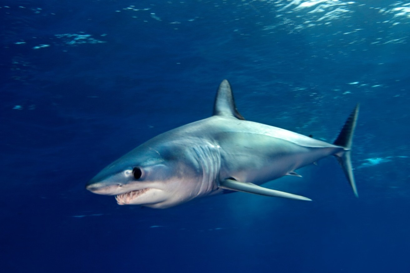 Mako sharks are common along the east coast of Australia and New Zealand and can grow up to four metres in length.