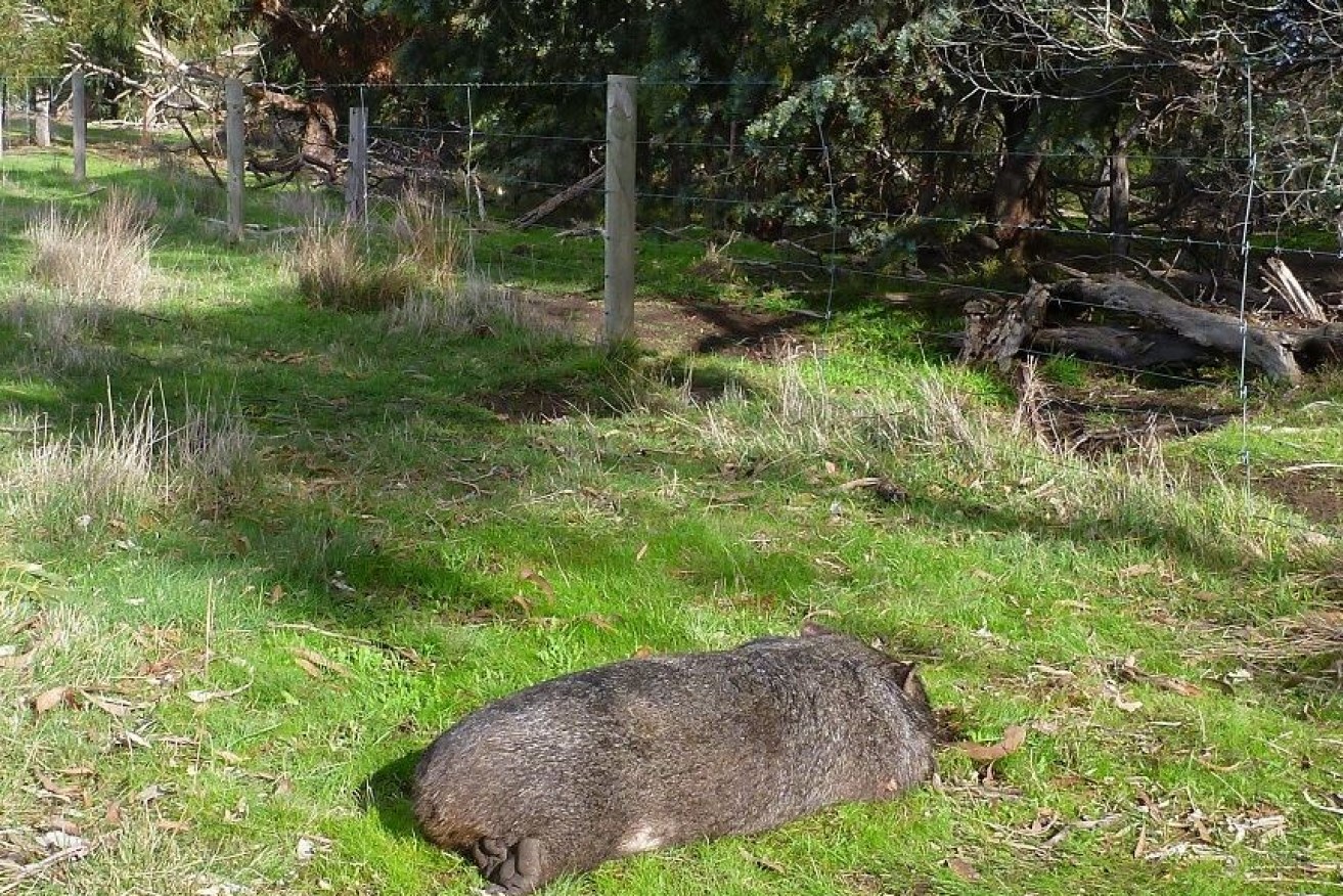 The wombat was found dead with a baby joey in her pouch.
