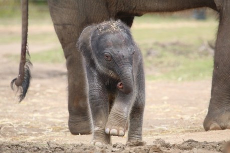 Baby elephant takes first steps in NSW zoo