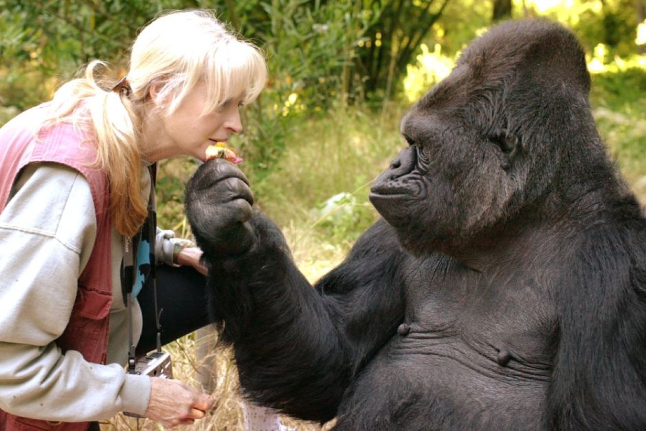 Koko the gorilla with her friend and teacher Dr Francine Patterson. 
