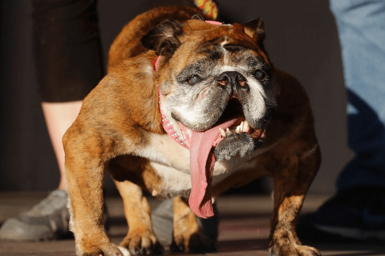 Bulldogs are especially prone to breathing disorders.