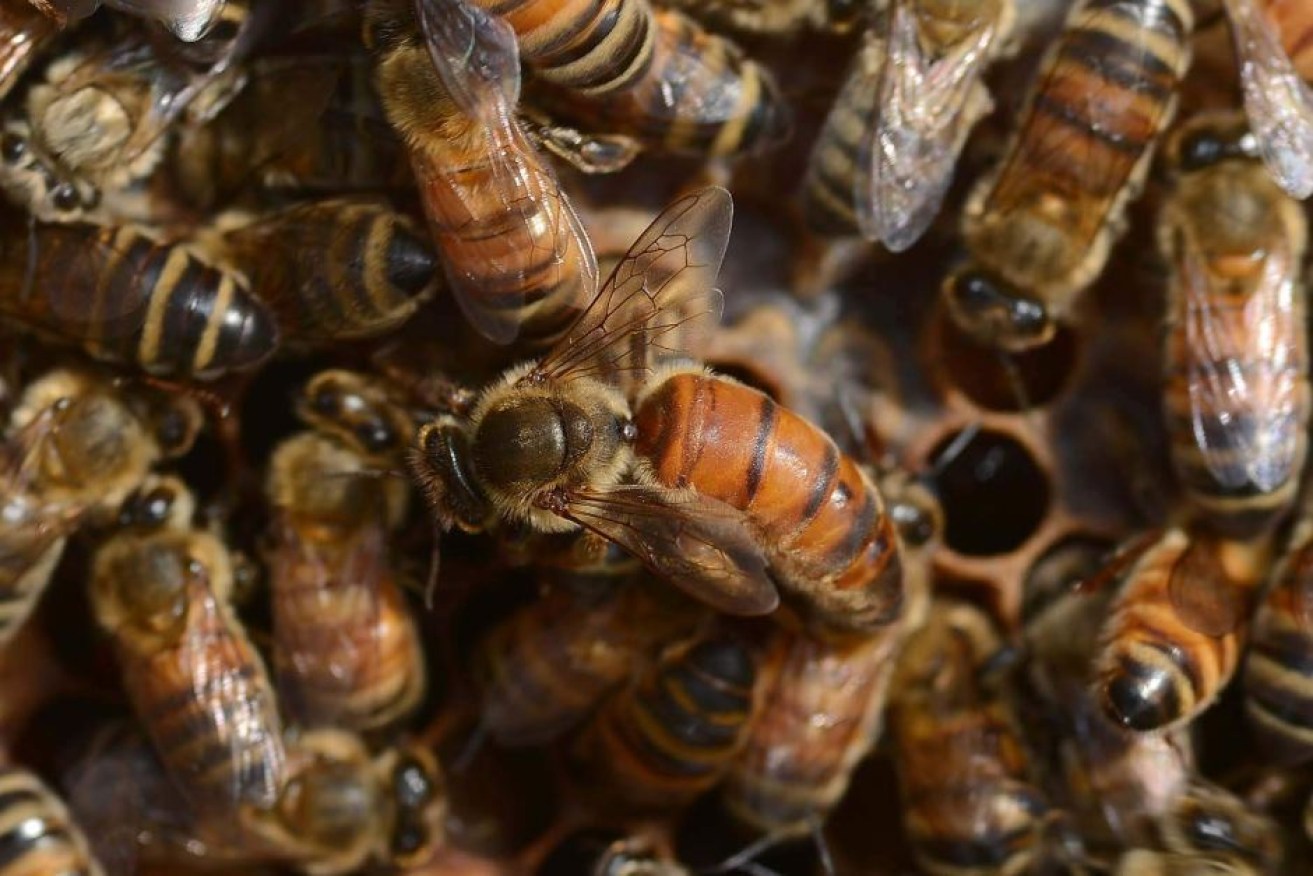 Experts warn neonicotinoids on crops and rising global temperatures are impacting bee populations.