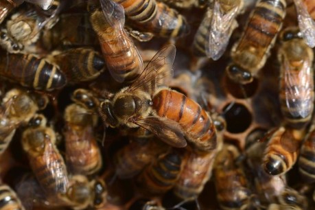 Bees are dying. What can we do about it?