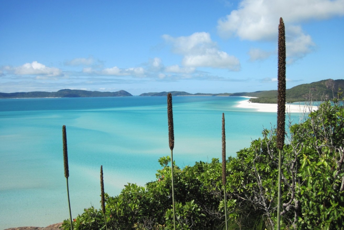 The Whitsundays are opening up to tourists – with cheap flights from Brisbane.