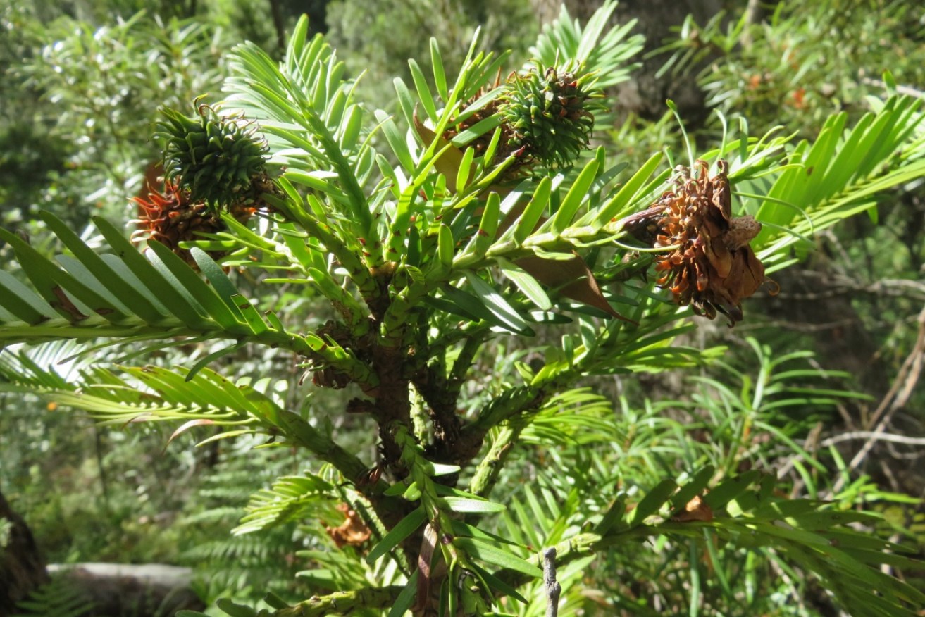 A supplied image of a Wollemi Pine in a top-secret location.