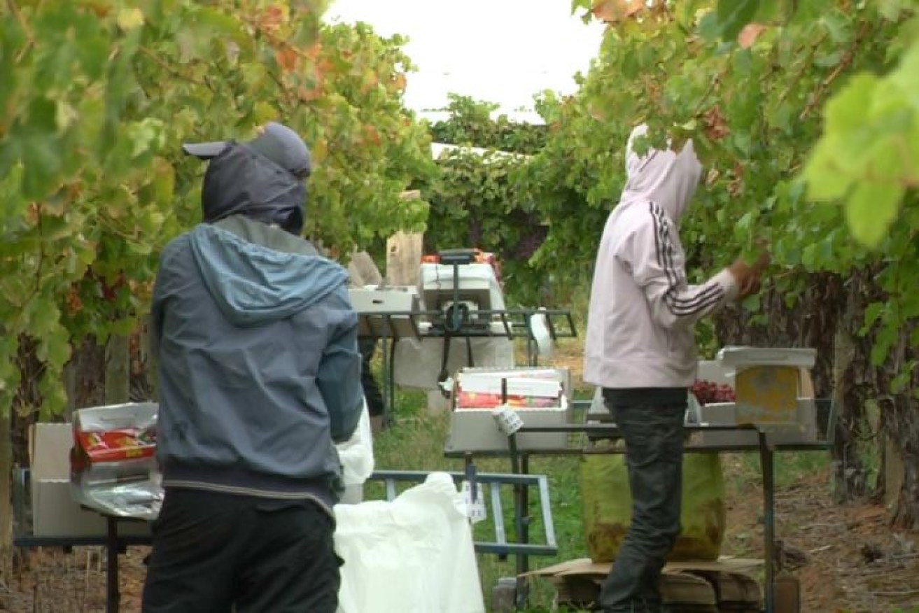 Foreign workers are working "like slaves" on some farms in Australia, a report has found.