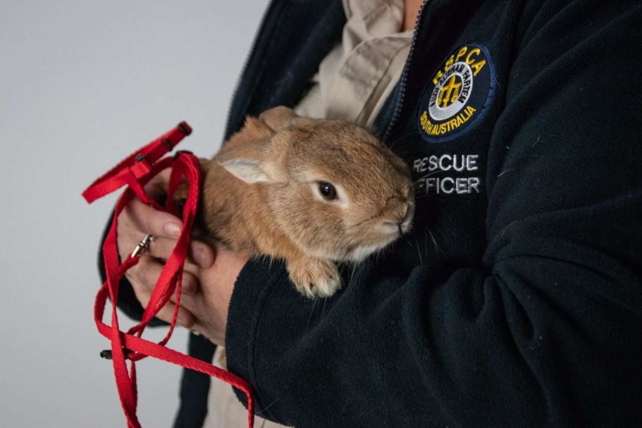 A rabbit found at Adelaide Airport with RSPCA rescue officer Nalika Van Loenen. 