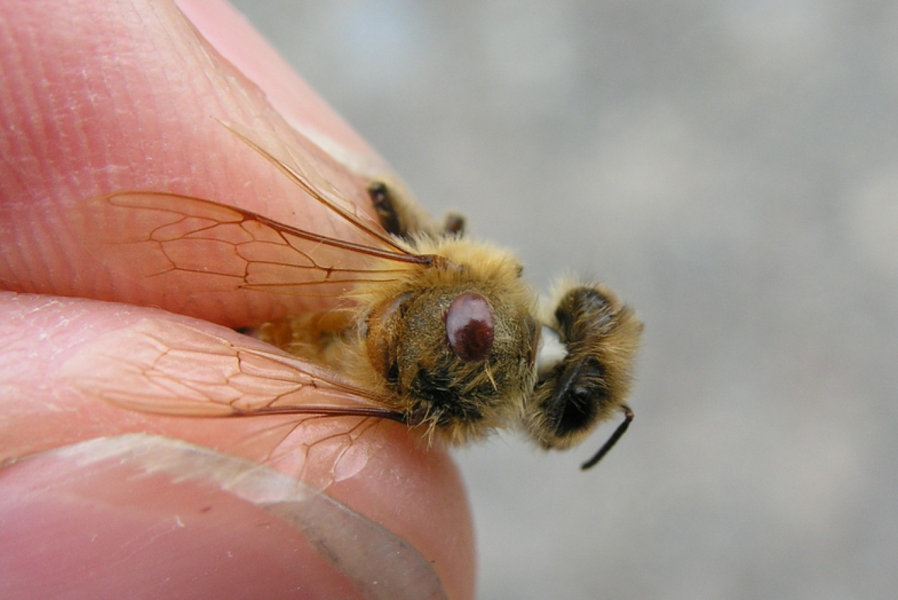 A seemingly insignificant brown spot on the bee's back, the varroa mite is a deadly threat to hives and agriculture.