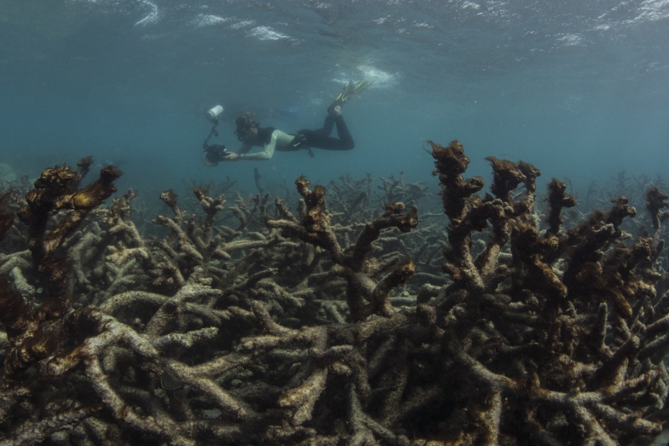 Coral bleaching hit Lizard Island hard as water temperatures rise. 