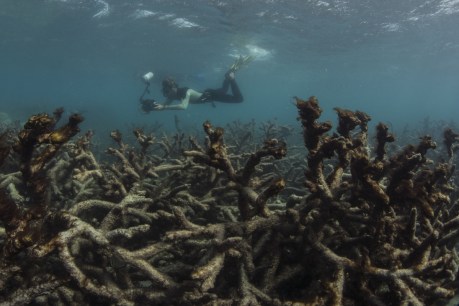 Malcolm Turnbull: Nothing fishy about $444m gift to Great Barrier Reef Foundation