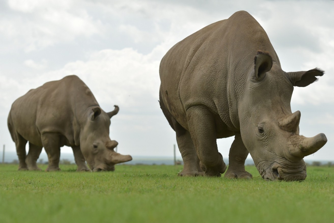 Scientists hope this technology could eventually be used to save the northern white rhino.