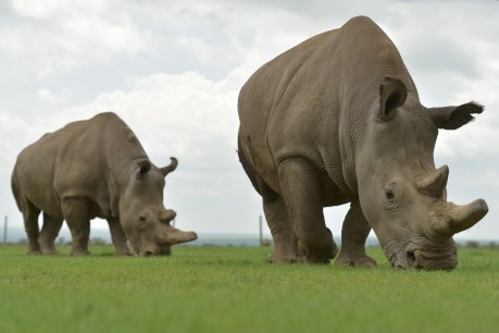 IVF embryos created in last-ditch attempt to save northern white rhino