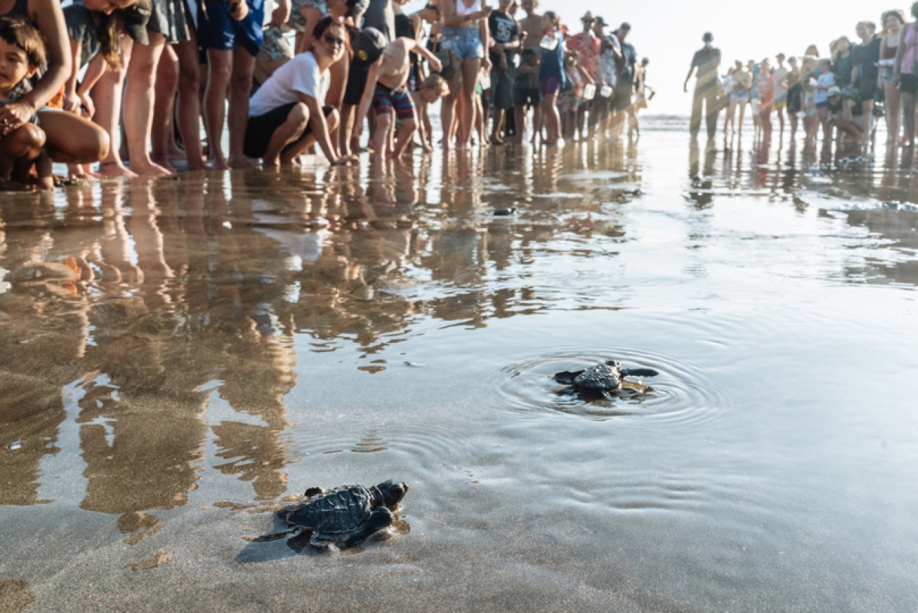 Turtle hatchlings inch toward the ocean on Kuta Beach in early June, with the help of tourists.