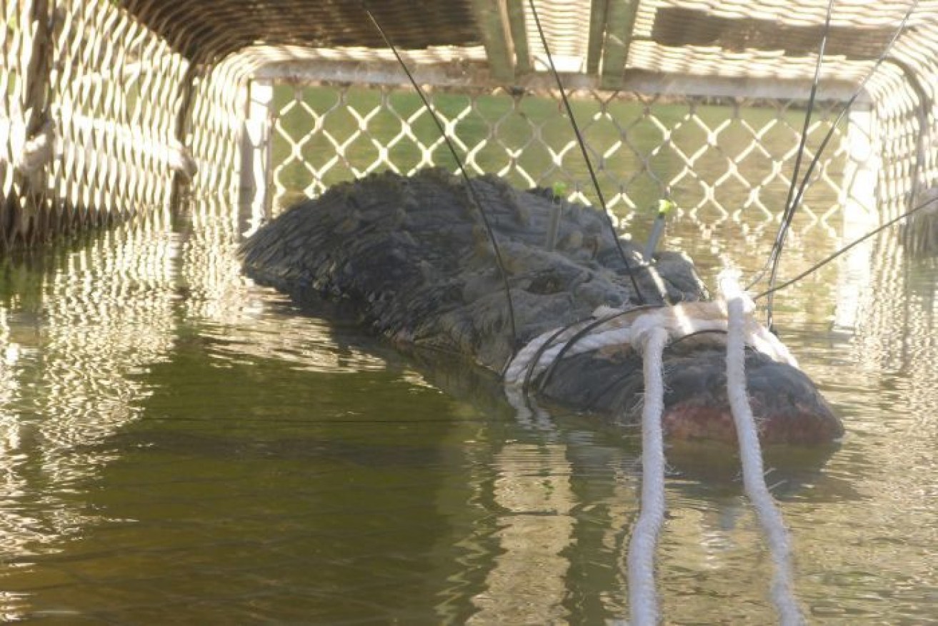 The monster crocodile after being trapped. 