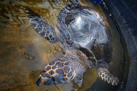 Sea turtle rehabilitation centre reopens at Charles Darwin University