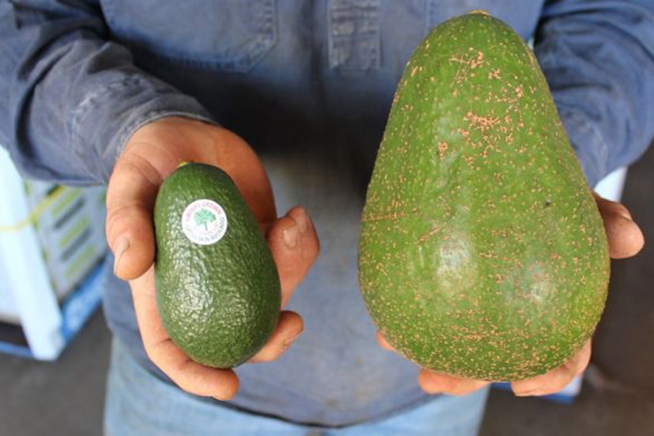 Avozillas are five times bigger than an average avocado and have an average weight of 1.2kg.
