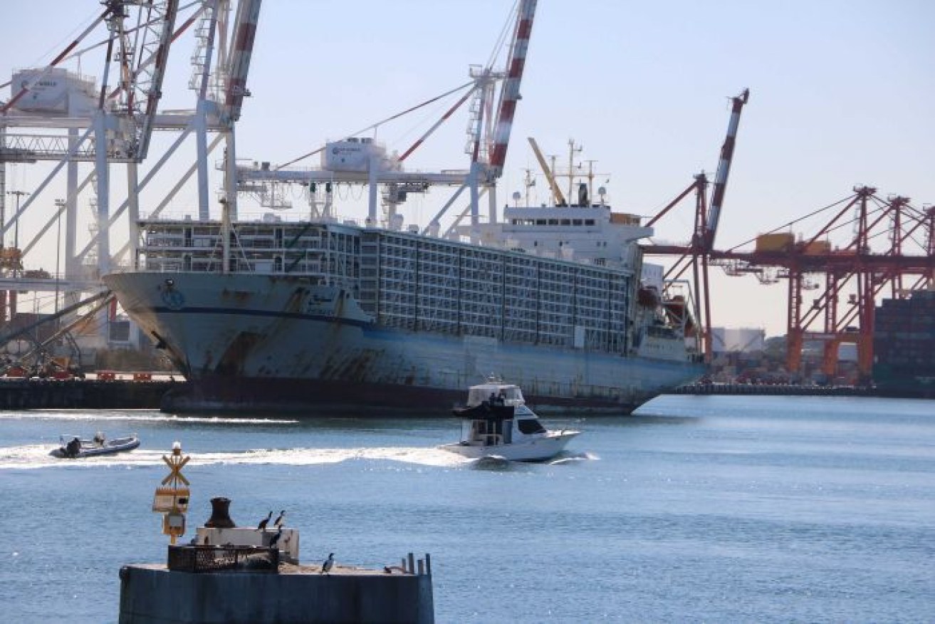 The <i>Al Shuwaikh </i>is at Fremantle awaiting approval to take about 45,000 sheep to Kuwait. 