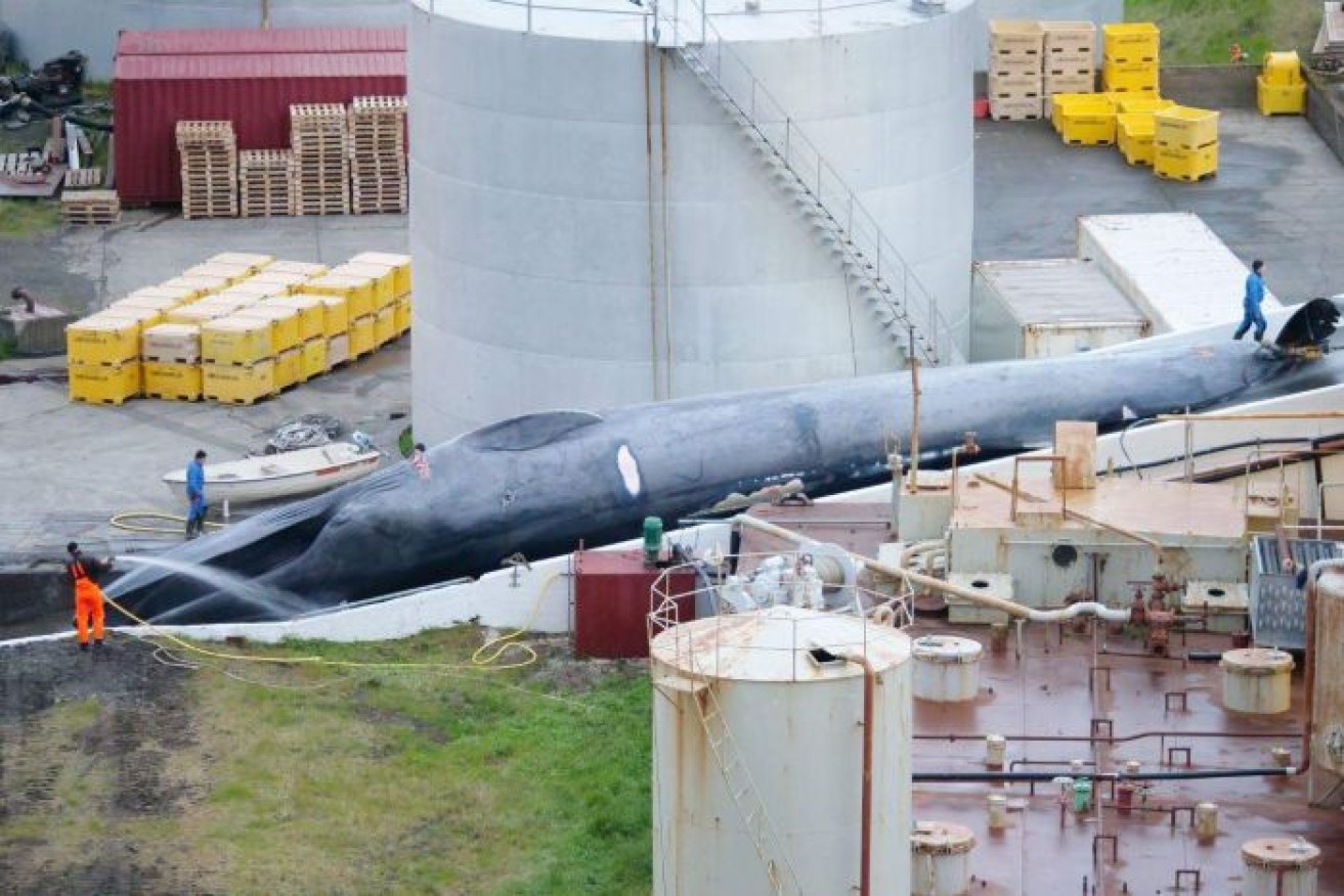 A massive whale lying on the Icelandic port.  