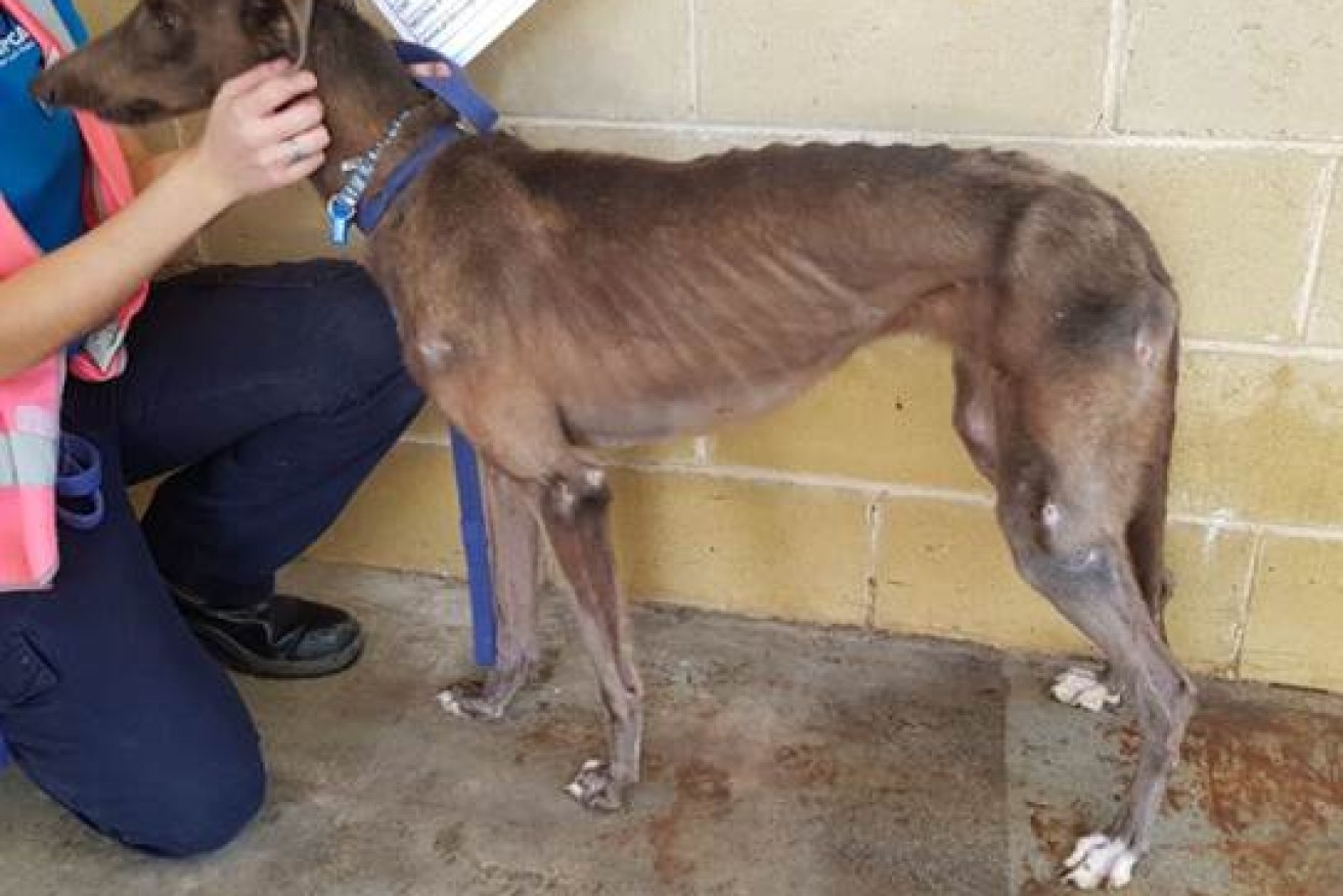 RSPCA NSW found nine dead dogs and 12 sick and starved dogs at the Sydney property.