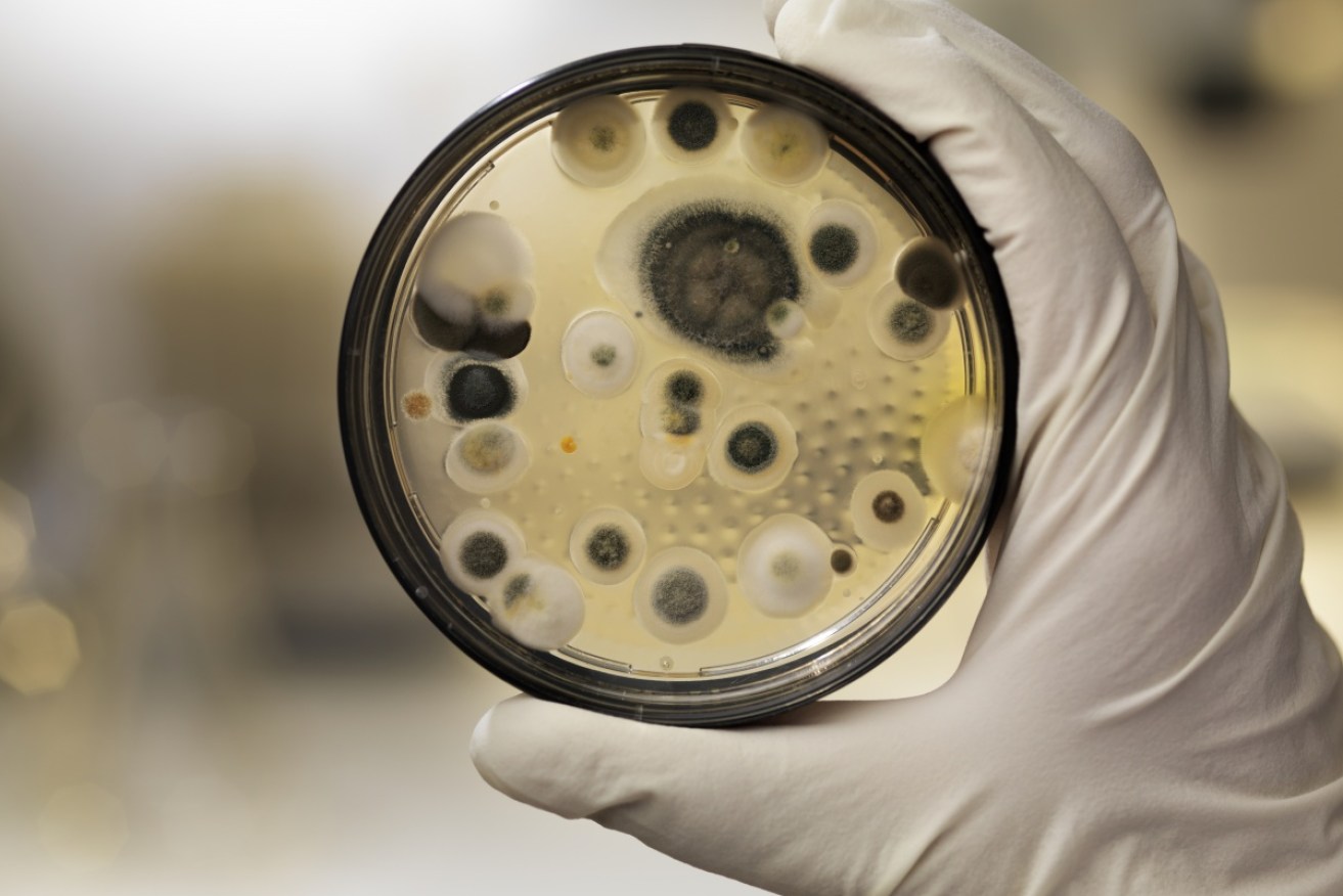Household mould is linked to a range of serious illnesses, experts warn. 