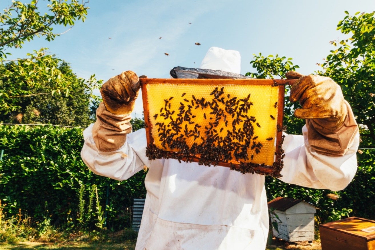Beekeepers whose livelihoods have been jeopardised by the varroa mite will be compensated. <i>Photo: Getty</i>