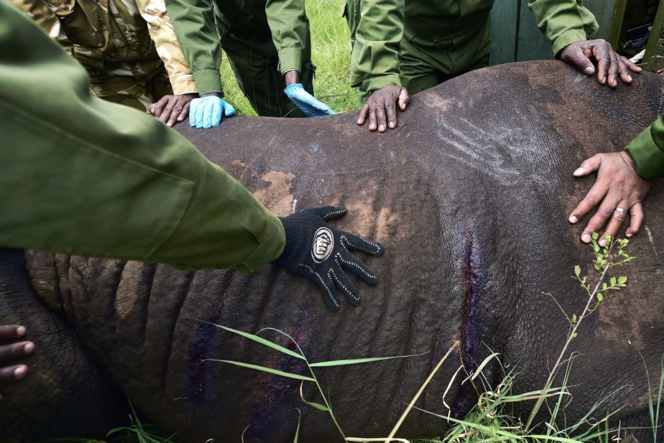 Kenya Wildlife Services (KWS) translocation team members handled the move of the 11 Rhinos on June 26.