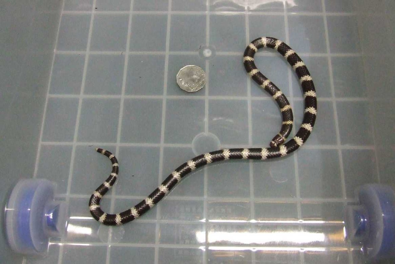 One species of the rare black and white striped Bandy Bandy snake. 