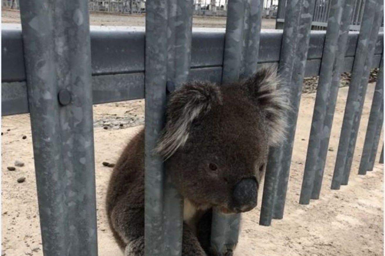 This curious koala got his head stuck in a fence at a power station south of Adelaide.  