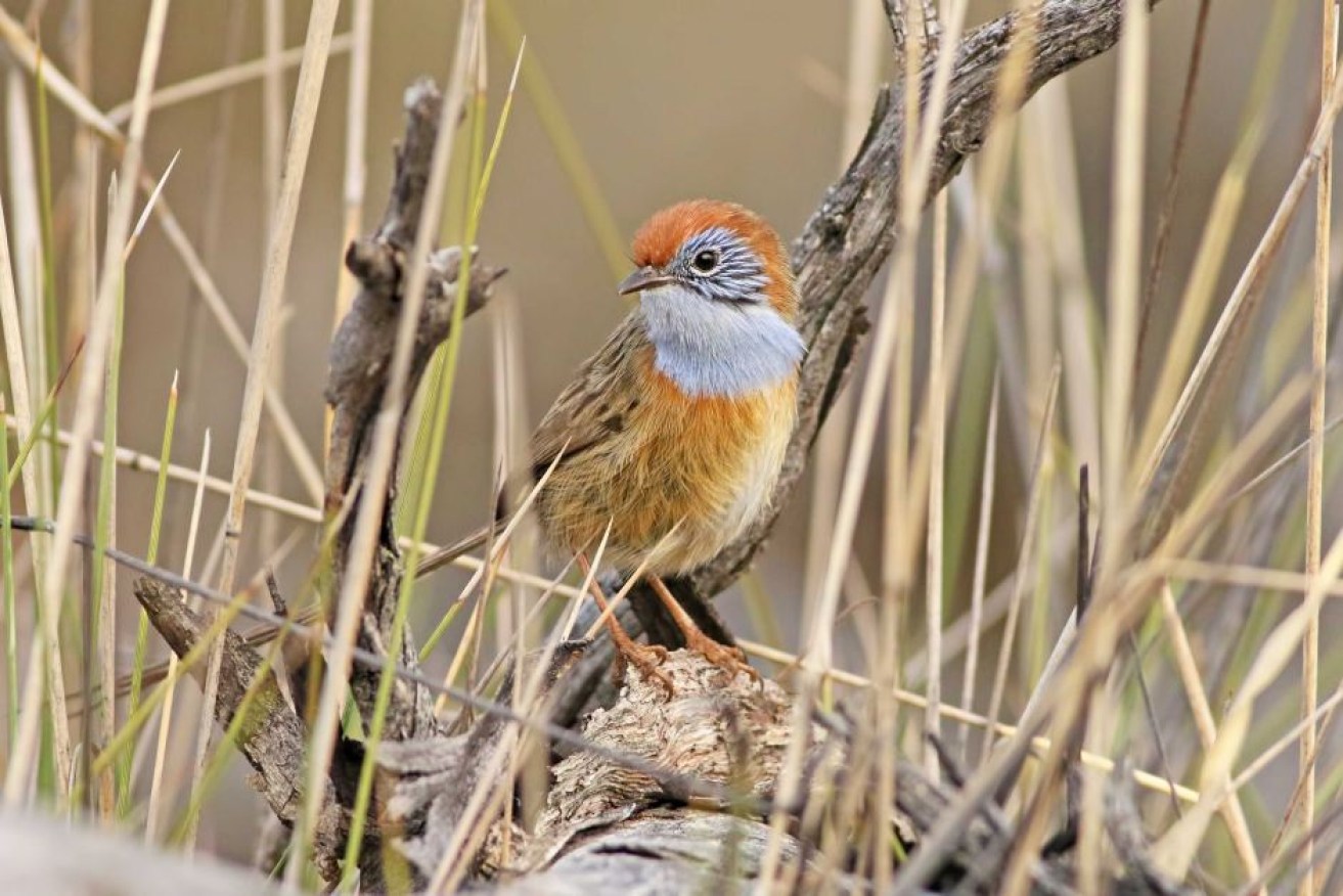 The Mallee emu wren weighs only as much as a 10 cent piece.

