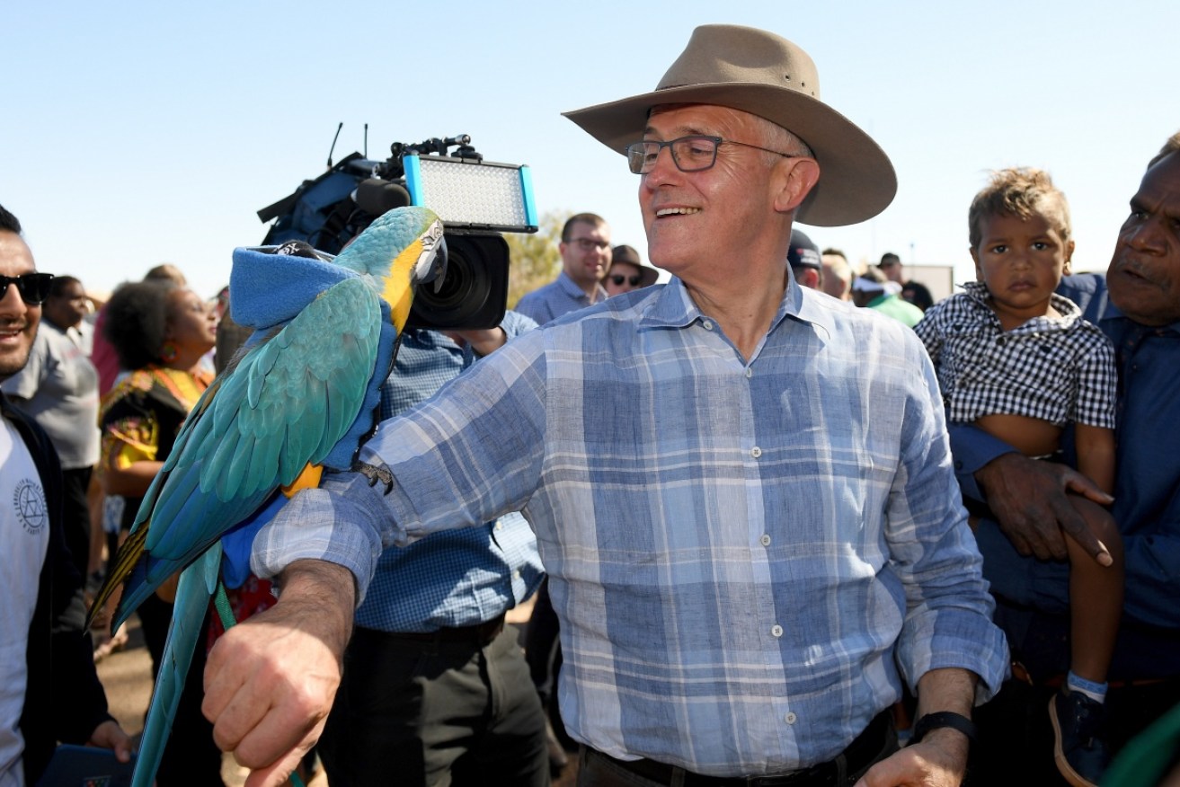 'Polly want an early election?': Super Saturday could be a game-changer for Malcolm Turnbull.