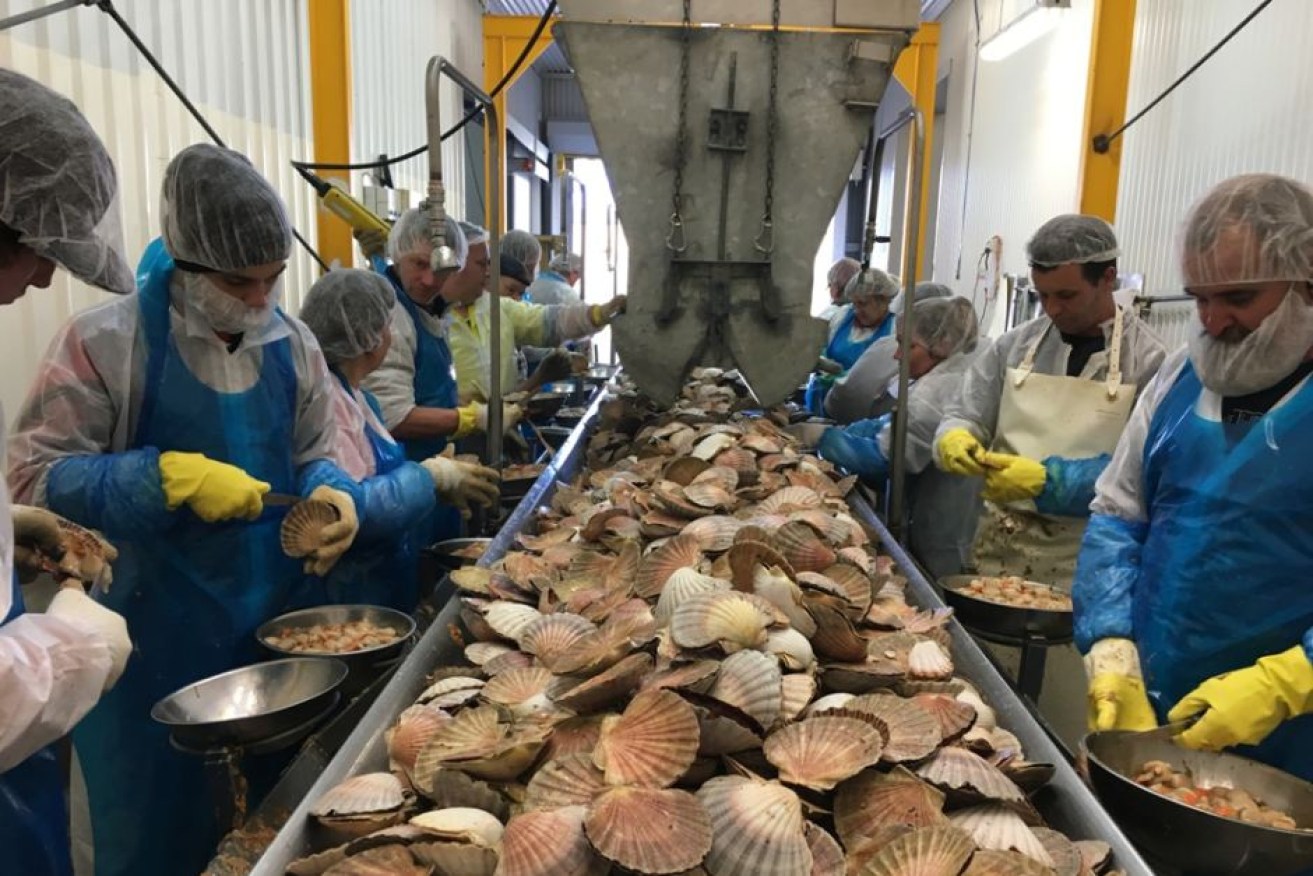 It's all hands on deck when the scallop season begins at George Town Seafoods. 