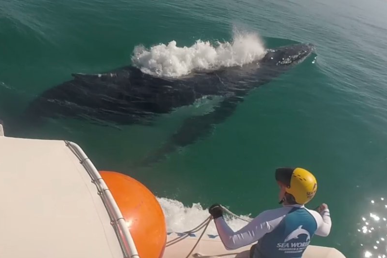 Sea World staff work to free the humpback whale of the fishing tackle. 