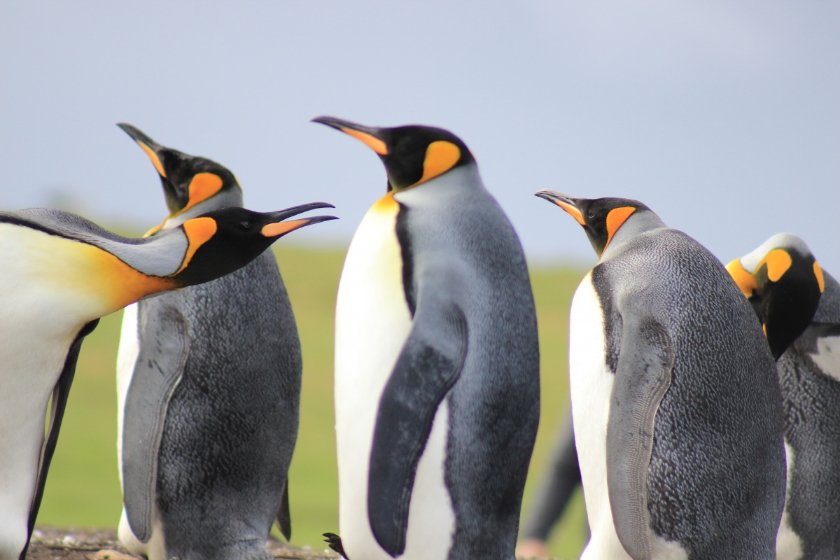 King penguin population plummets | The New Daily