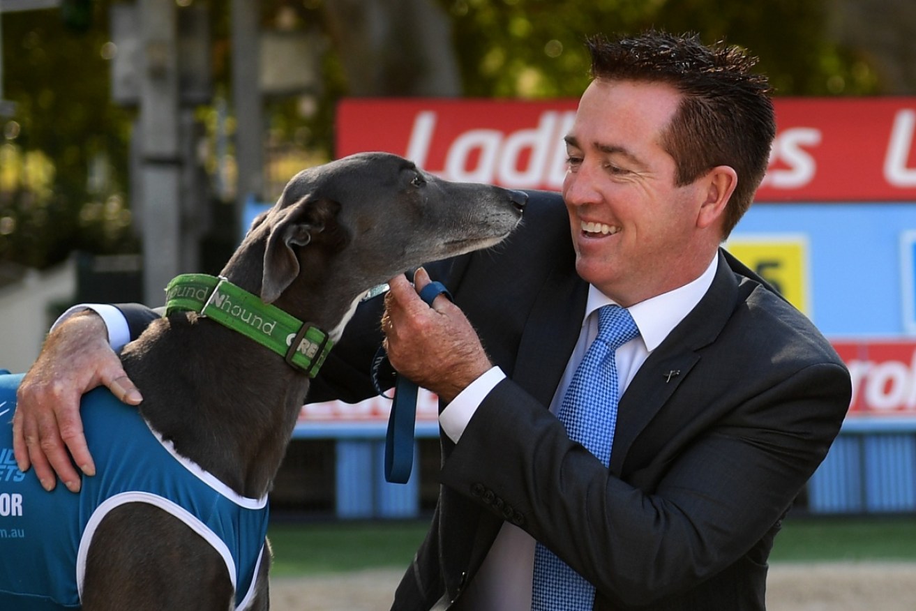 Racing Minister Paul Toole poses with greyhound Heidi on Tuesday.