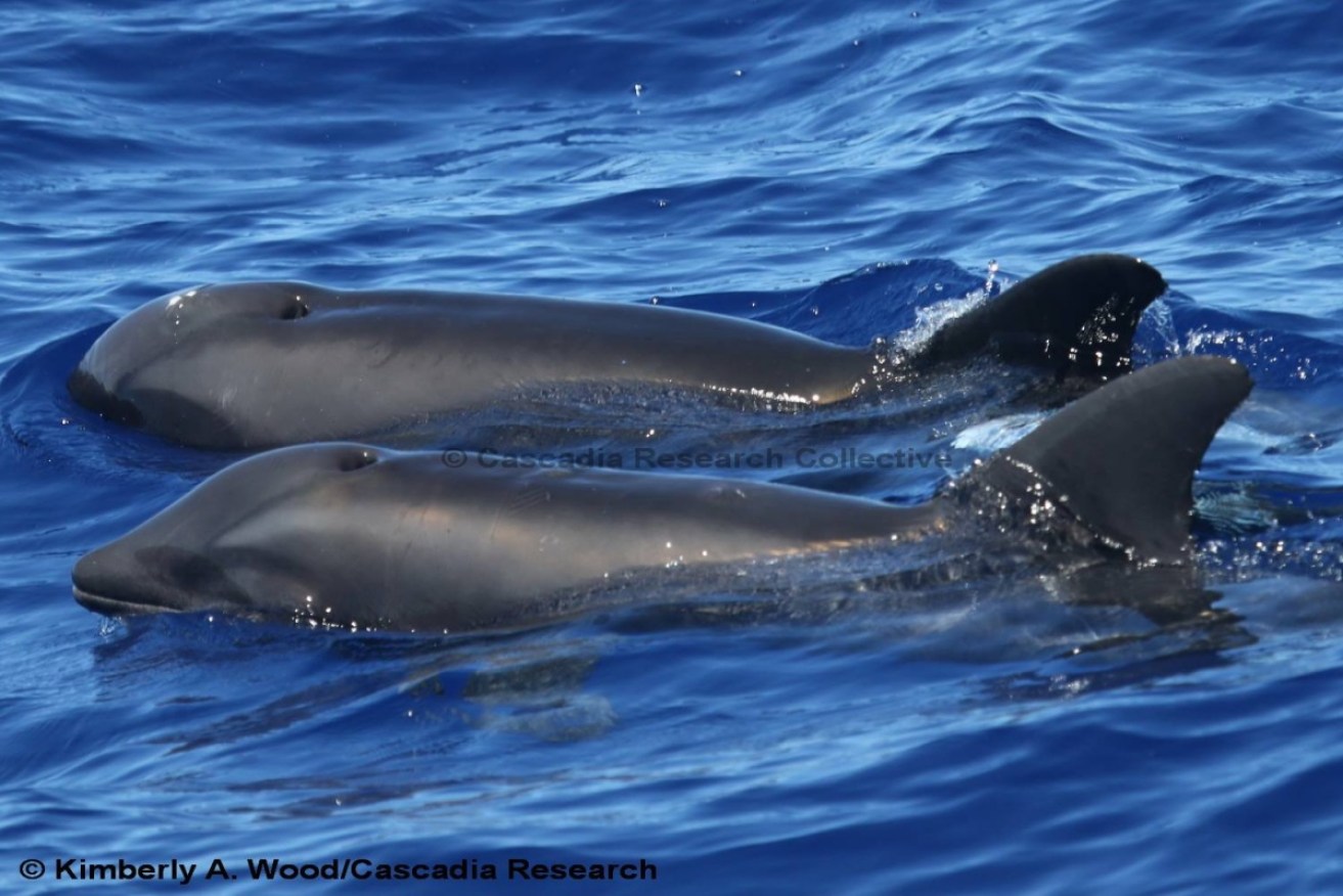 The melon-headed whale and a rough-toothed dolphin hybrid, taken off Kaua‘i in August.