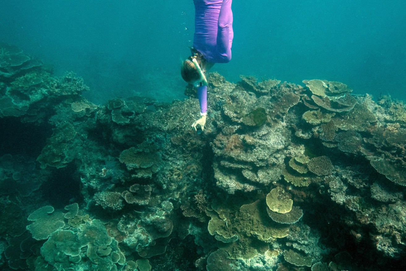 A snorkeller views coral on the Great Barrier Reef in April 2018.
