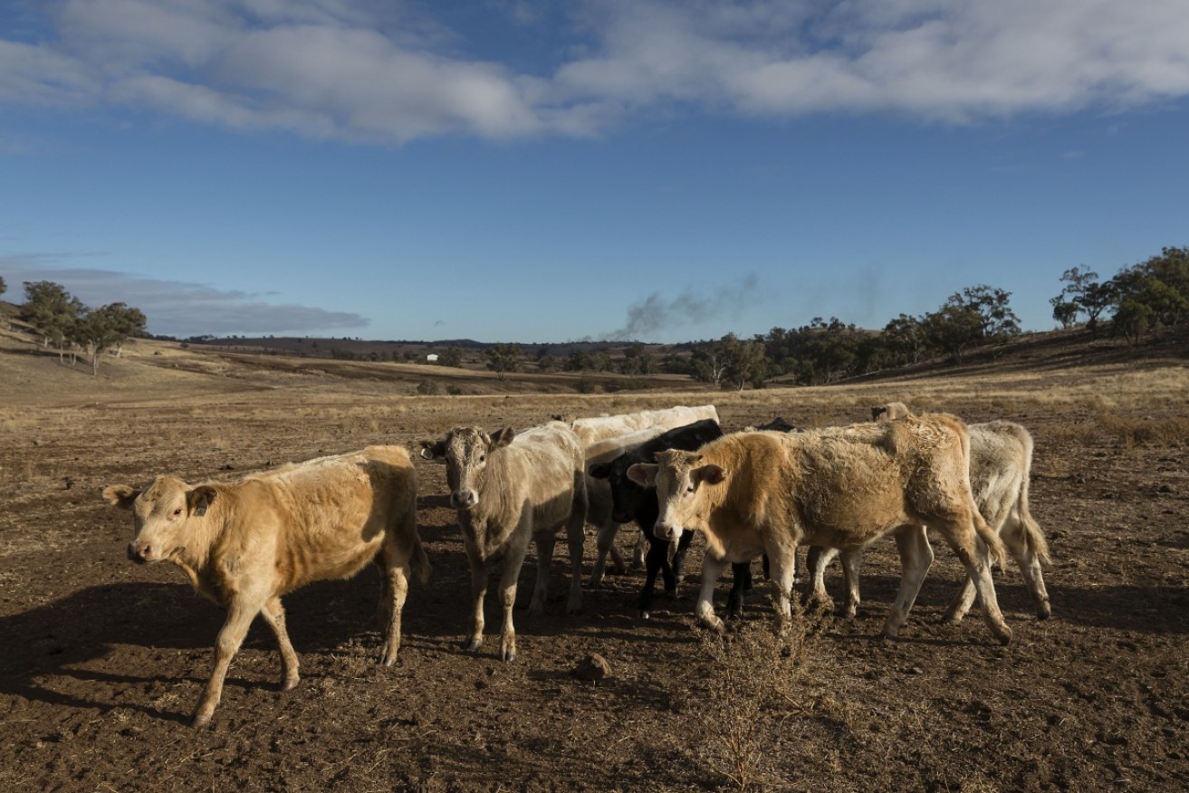 Cattle at Coonabarabran in central-west NSW.